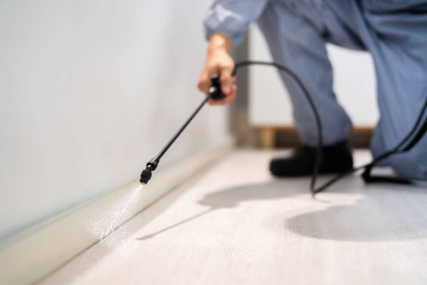 Licensed Wasp Removal service in Cooper, TX - Show Me Pest Control